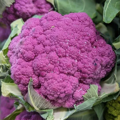 Karfiol Purpurina F1 - Brassica oleracea - semená - 10 ks