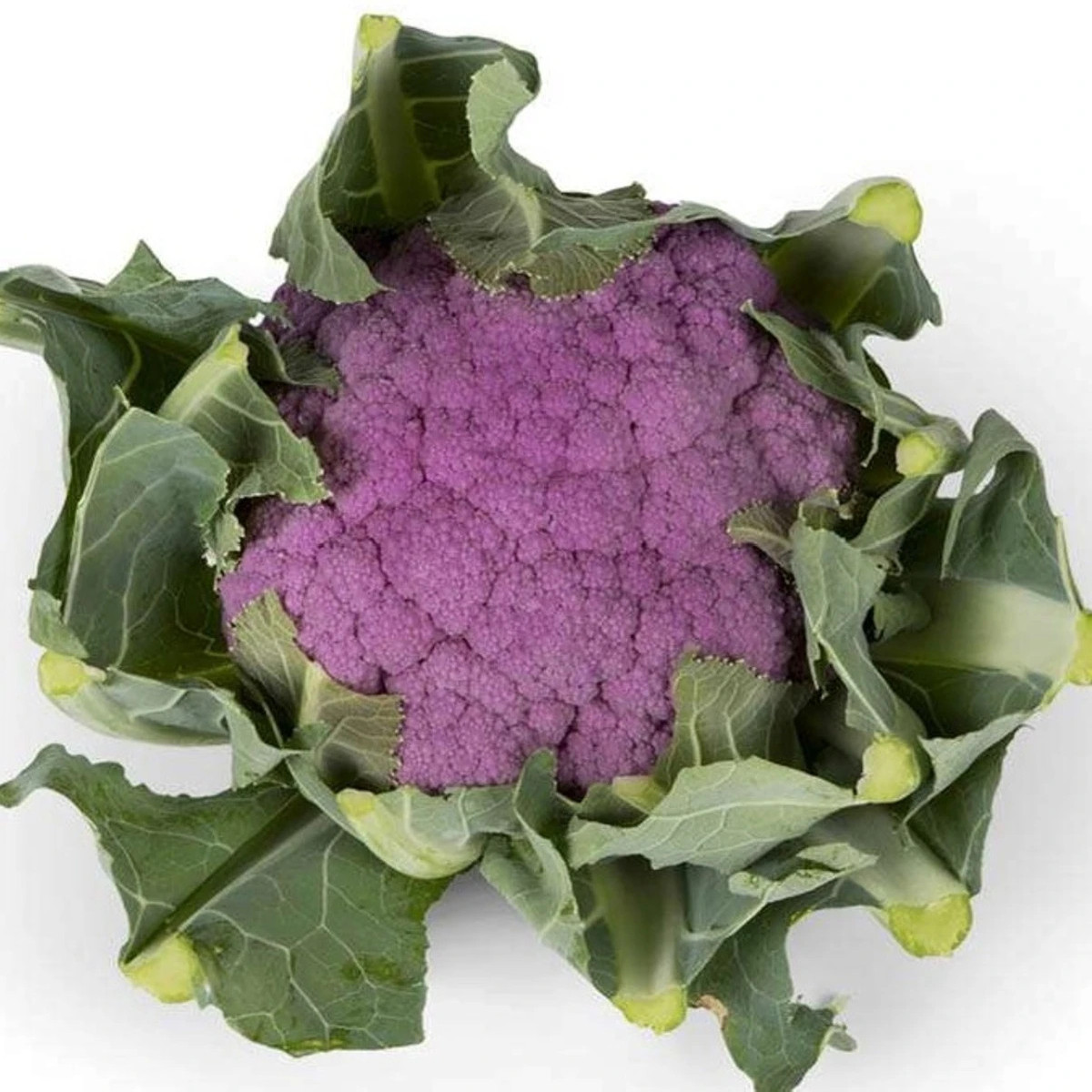 Karfiol Purpurina F1 - Brassica oleracea - semená - 10 ks