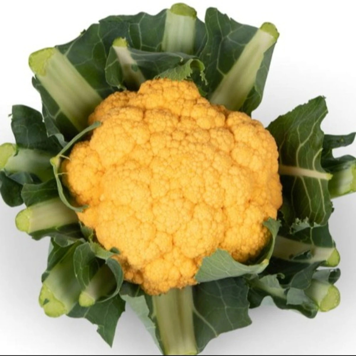 Karfiol Lisboa F1 - Brassica oleracea - semená - 10 ks