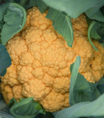 Karfiol Lisboa F1 - Brassica oleracea - semená - 10 ks