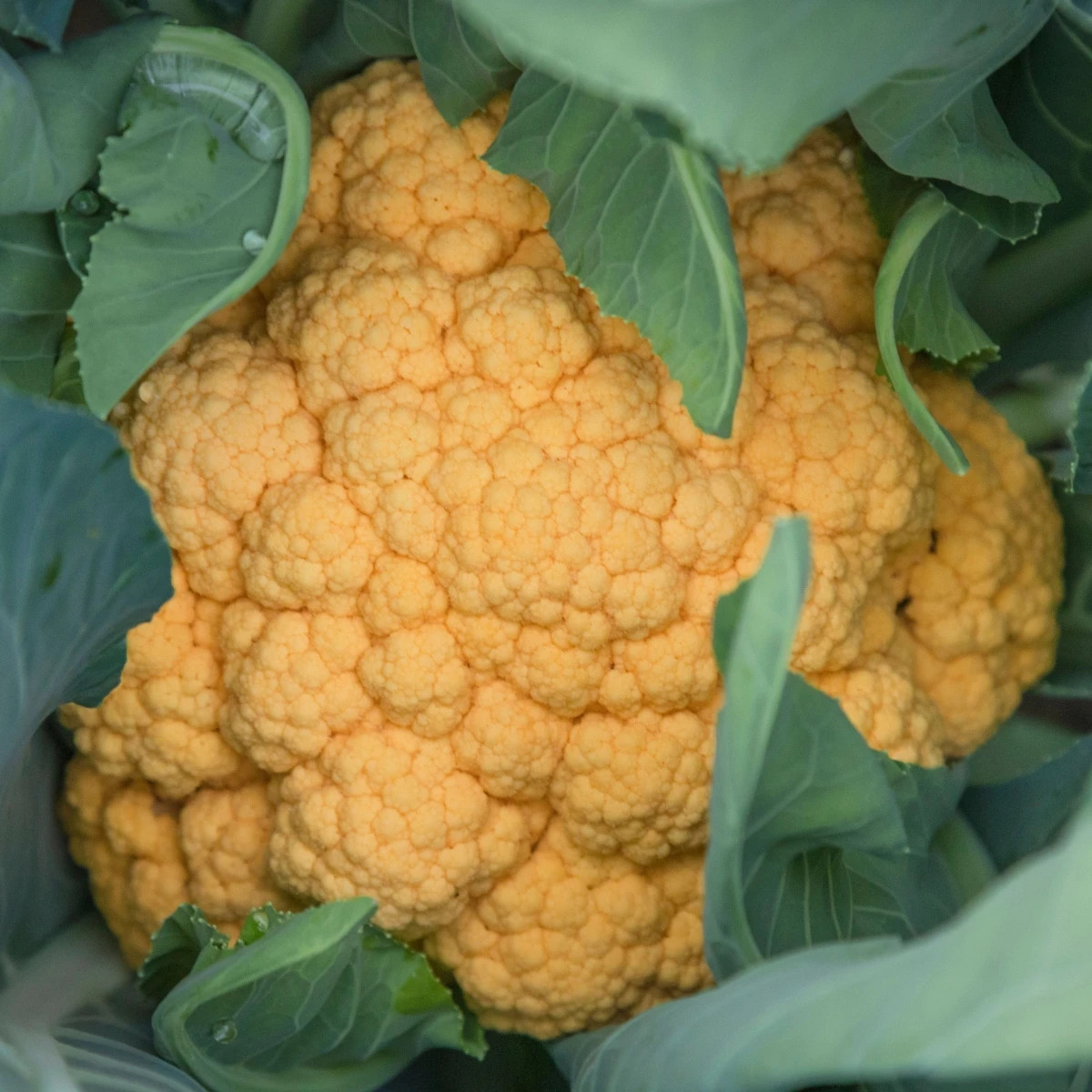 Karfiol Lisboa F1 - Brassica oleracea - semená - 10 ks