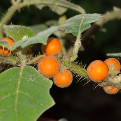 Narančila - chlpatý pomaranč - Solanum quitoense semená - 5 ks