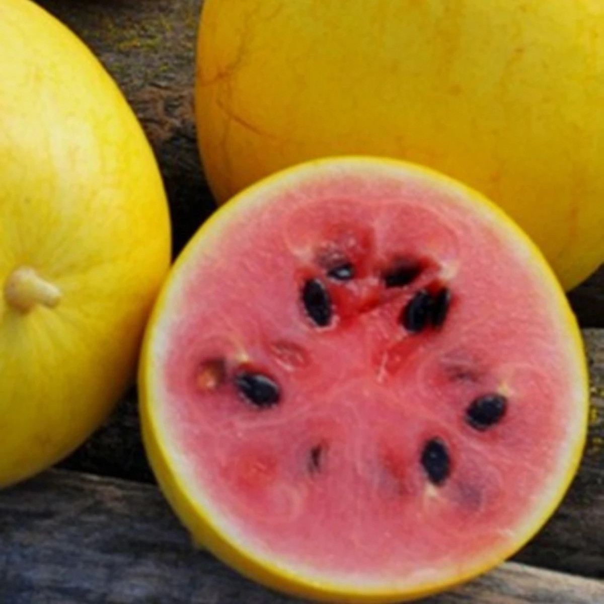 Melón Golden Midget - Cucumis melo - semená - 6 ks