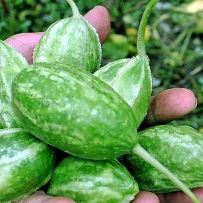 Uhorka Liso Calcuta - Cucumis anguria - semená - 12 ks