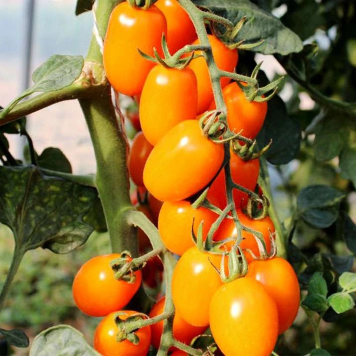 Paradajka tyčková Dattorange F1 - Solanum lycopersicum - semená - 6 ks
