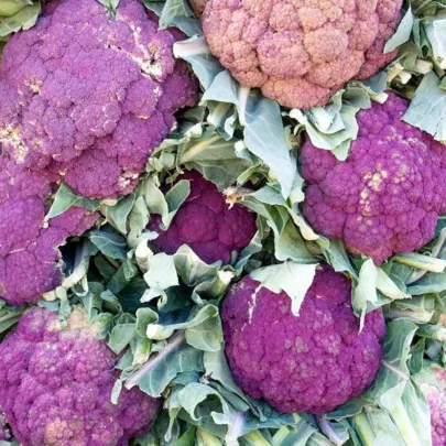 Karfiol Di Sicilia Violetto - Brassica oleracea - semená - 30 ks