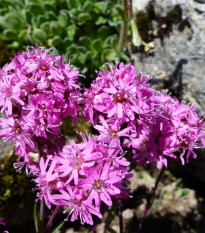 Kukučka alpínska - Lychnis alpina - semená - 20 ks