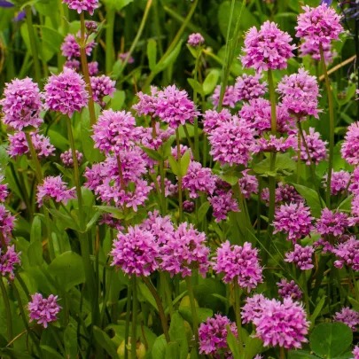 Kukučka alpínska - Lychnis alpina - semená - 20 ks