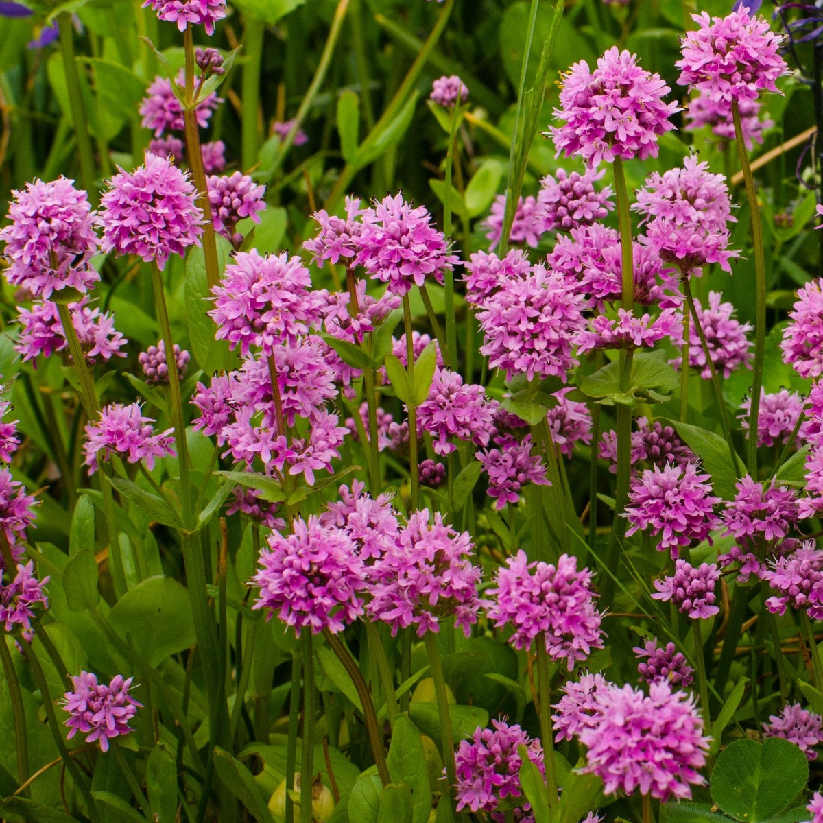 Kukučka alpínska - Lychnis alpina - semená - 20 ks