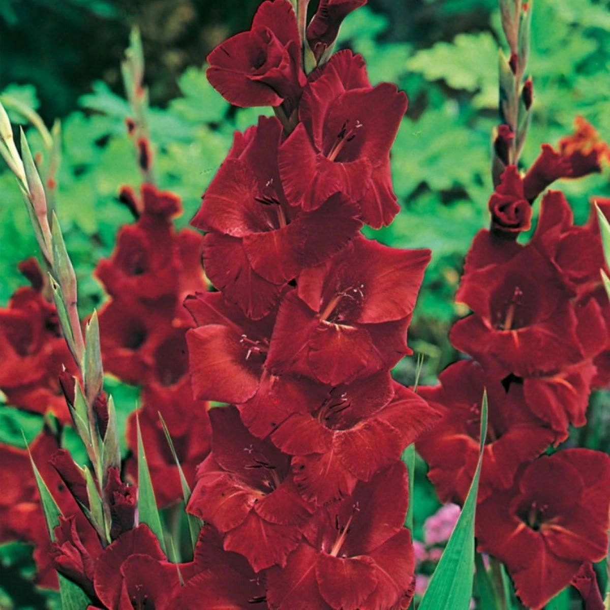 Gladiola Oscar - Gladiolus - cibuľoviny - 3 ks
