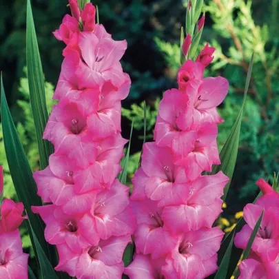 Gladiola Fidelio - Gladiolus - cibuľoviny - 3 ks