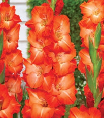 Gladiola Salmon Star - Gladiolus - cibuľoviny - 3 ks
