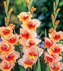 Gladiola Blackpool - Gladiolus - cibuľoviny - 3 ks