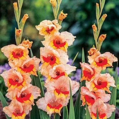 Gladiola Blackpool - Gladiolus - cibuľoviny - 3 ks