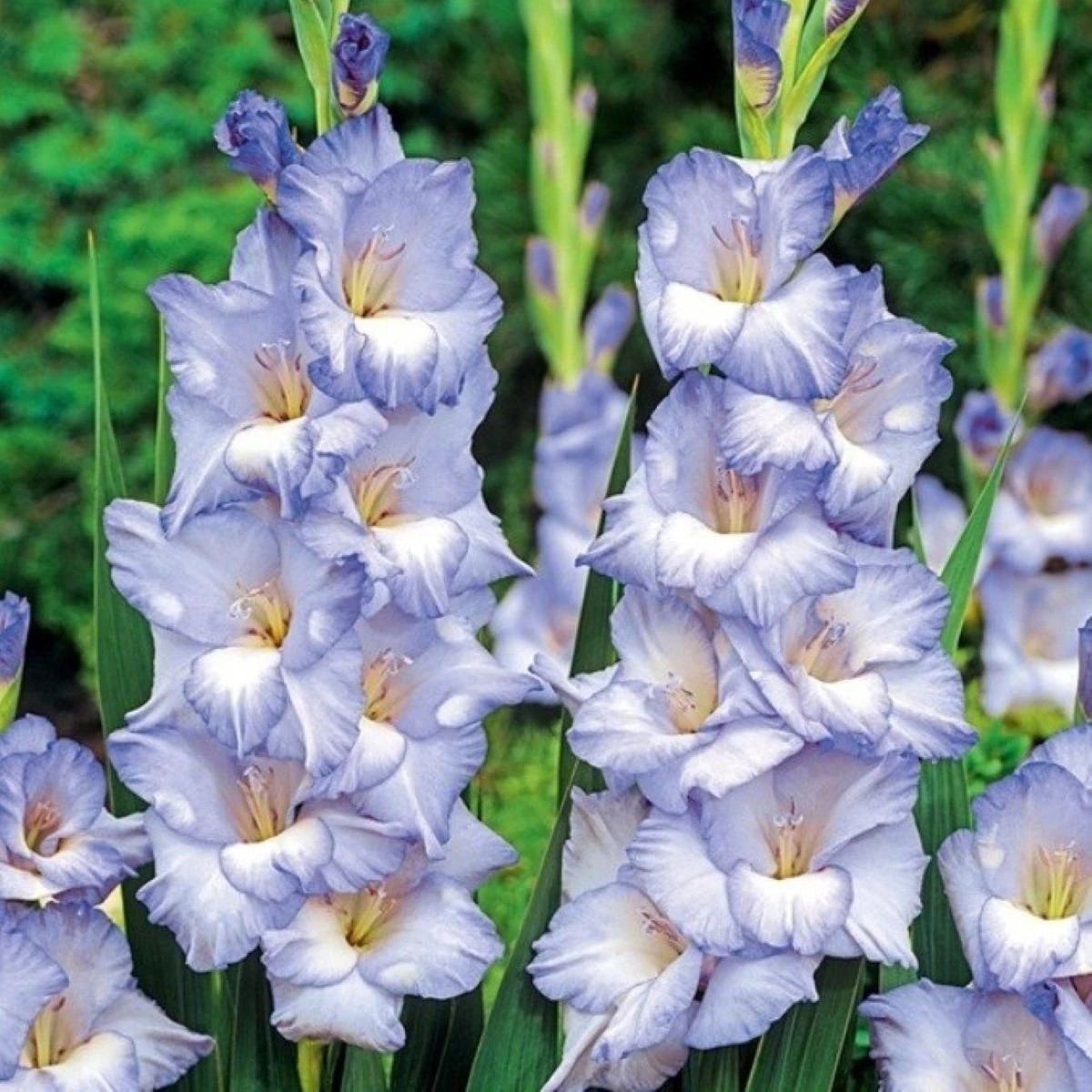 Gladiola Cobain - Gladiolus - cibuľoviny - 3 ks