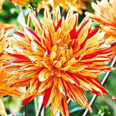 Georgína Striped Vulcan - Dahlia - cibuľoviny - 1 ks