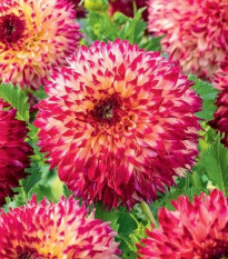 Georgína Aiyana - Dahlia - cibuľoviny - 1 ks