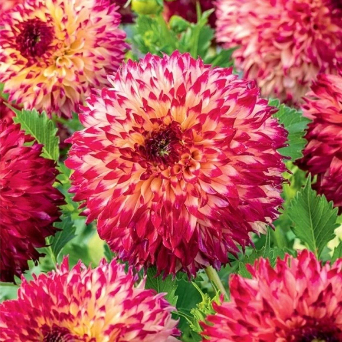 Georgína Aiyana - Dahlia - cibuľoviny - 1 ks