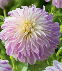 Georgína Time For All - Dahlia - cibuľoviny - 1 ks