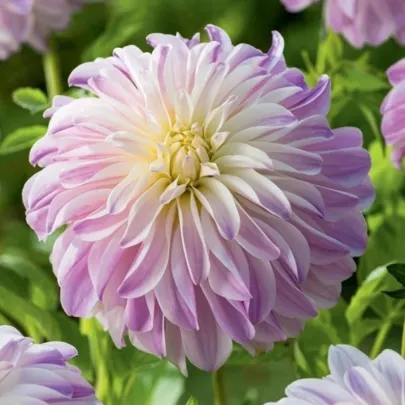 Georgína Time For All - Dahlia - cibuľoviny - 1 ks