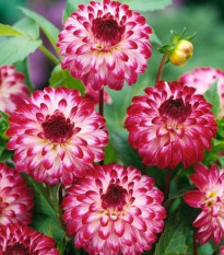 Georgína Little Robert - Dahlia - cibuľoviny - 1 ks