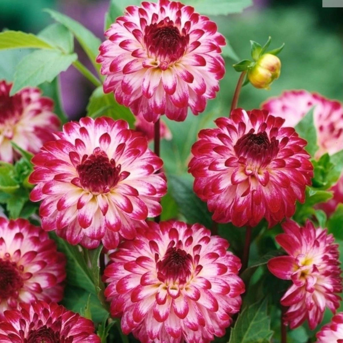 Georgína Little Robert - Dahlia - cibuľoviny - 1 ks