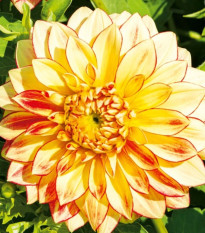 Georgína Lake Ontario - Dahlia - cibuľoviny - 1 ks