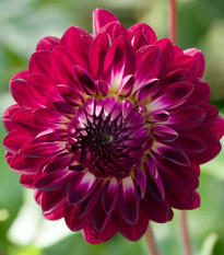 Georgína Osirium - Dahlia - cibuľoviny - 1 ks