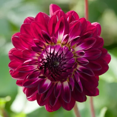 Georgína Osirium - Dahlia - cibuľoviny - 1 ks