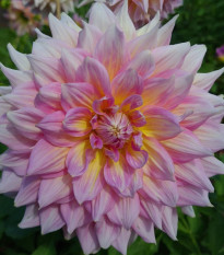 Georgína Strawberry Ice - Dahlia - cibuľoviny - 1 ks