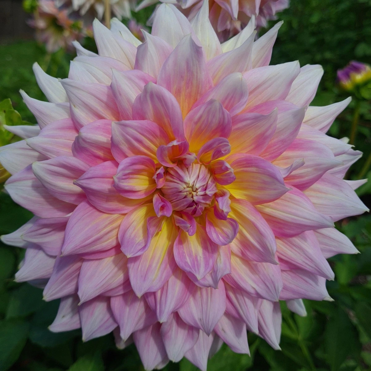 Georgína Strawberry Ice - Dahlia - cibuľoviny - 1 ks