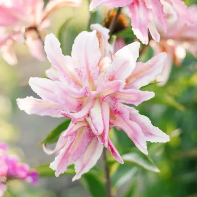 Ľalia Broken Heart - Lilium - cibuľoviny - 1 ks