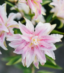 Ľalia Magic Star - Lilium - cibuľoviny - 1 ks