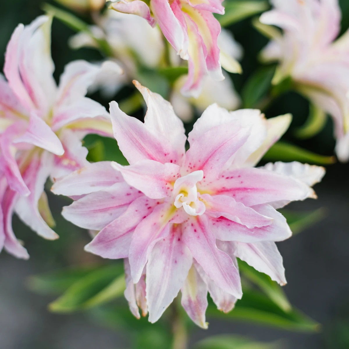 Ľalia Magic Star - Lilium - cibuľoviny - 1 ks