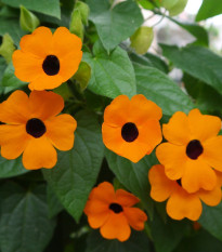 Čiernooká Zuzana - Thunbergia alata - semená - 12 ks