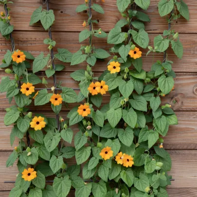 Čiernooká Zuzana - Thunbergia alata - semená - 12 ks