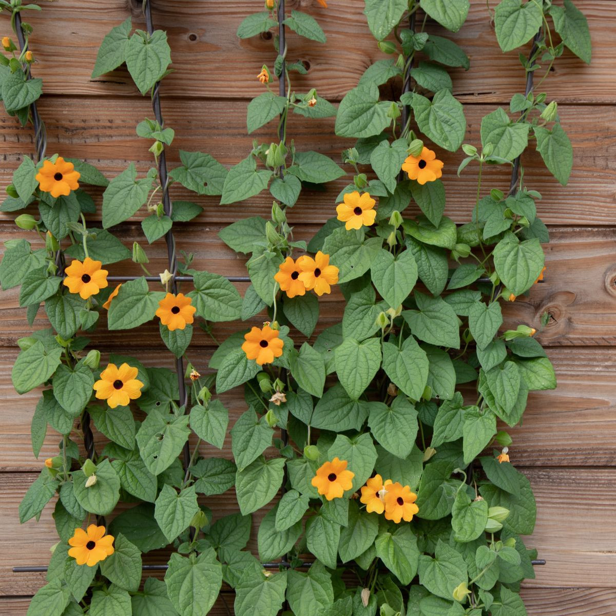 Čiernooká Zuzana - Thunbergia alata - semená - 12 ks