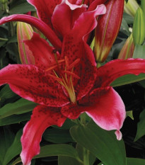 Ľalia Red Flash - Lilium - cibuľoviny - 1 ks