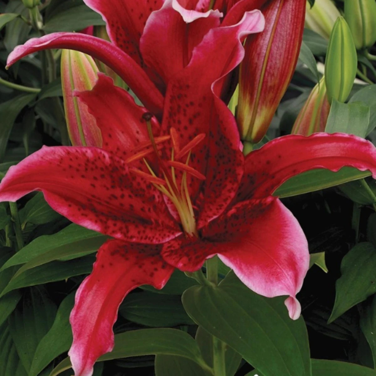 Ľalia Red Flash - Lilium - cibuľoviny - 1 ks