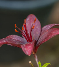 Ľalia Landini - Lilium - cibuľoviny - 1 ks