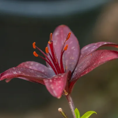 Ľalia Landini - Lilium - cibuľoviny - 1 ks