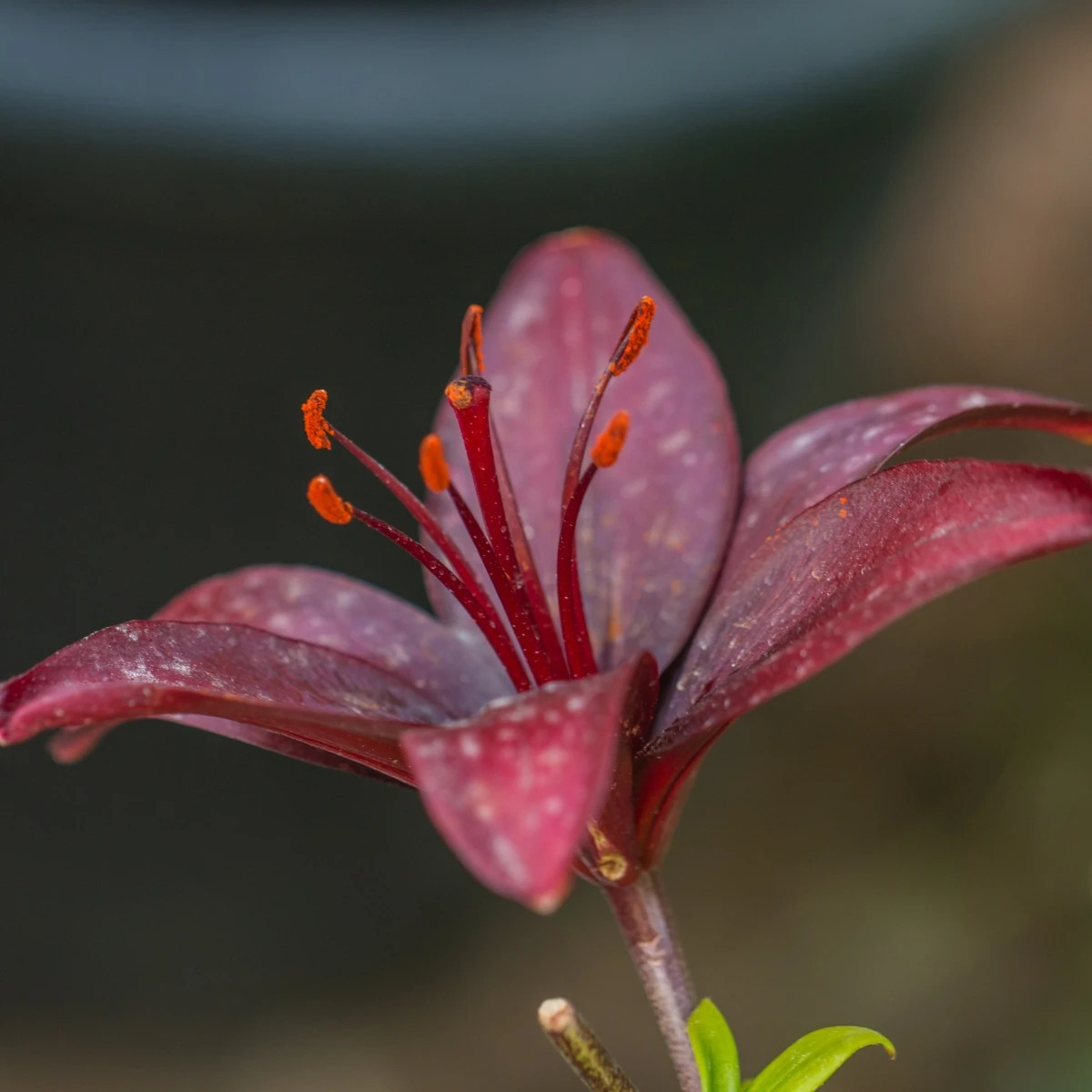 Ľalia Landini - Lilium - cibuľoviny - 1 ks