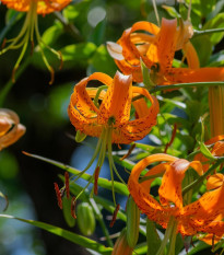 Ľalia Henryi - Lilium - cibuľoviny - 1 ks