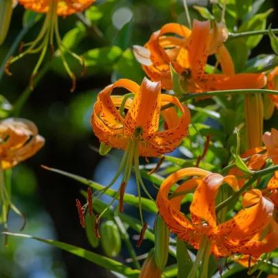 Ľalia Henryi - Lilium - cibuľoviny - 1 ks