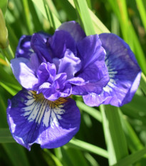 Kosatec sibírsky Kaboom - Iris sibirica - hľuzy - 1 ks