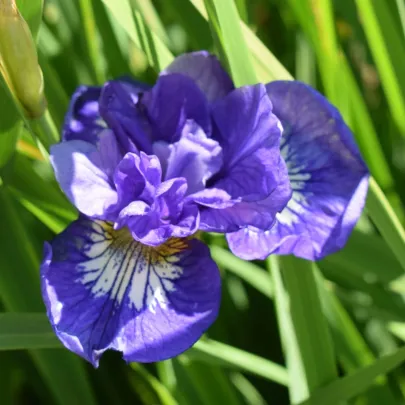 Kosatec sibírsky Kaboom - Iris sibirica - hľuzy - 1 ks