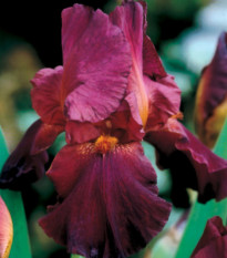 Kosatec nemecký bordó - Iris germanica - hľuzy - 1 ks