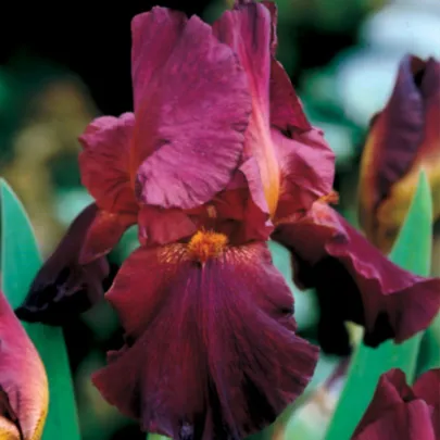 Kosatec nemecký bordó - Iris germanica - hľuzy - 1 ks