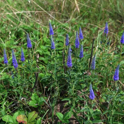Rozrazil klasnatý - Veronica spicata - cibuľoviny - 1 ks