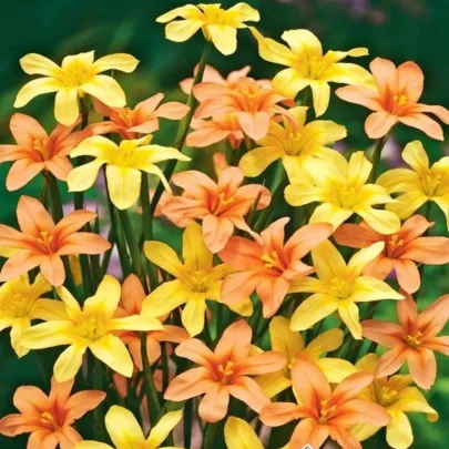 Morea zmes - Homeria - cibuľoviny - 8 ks